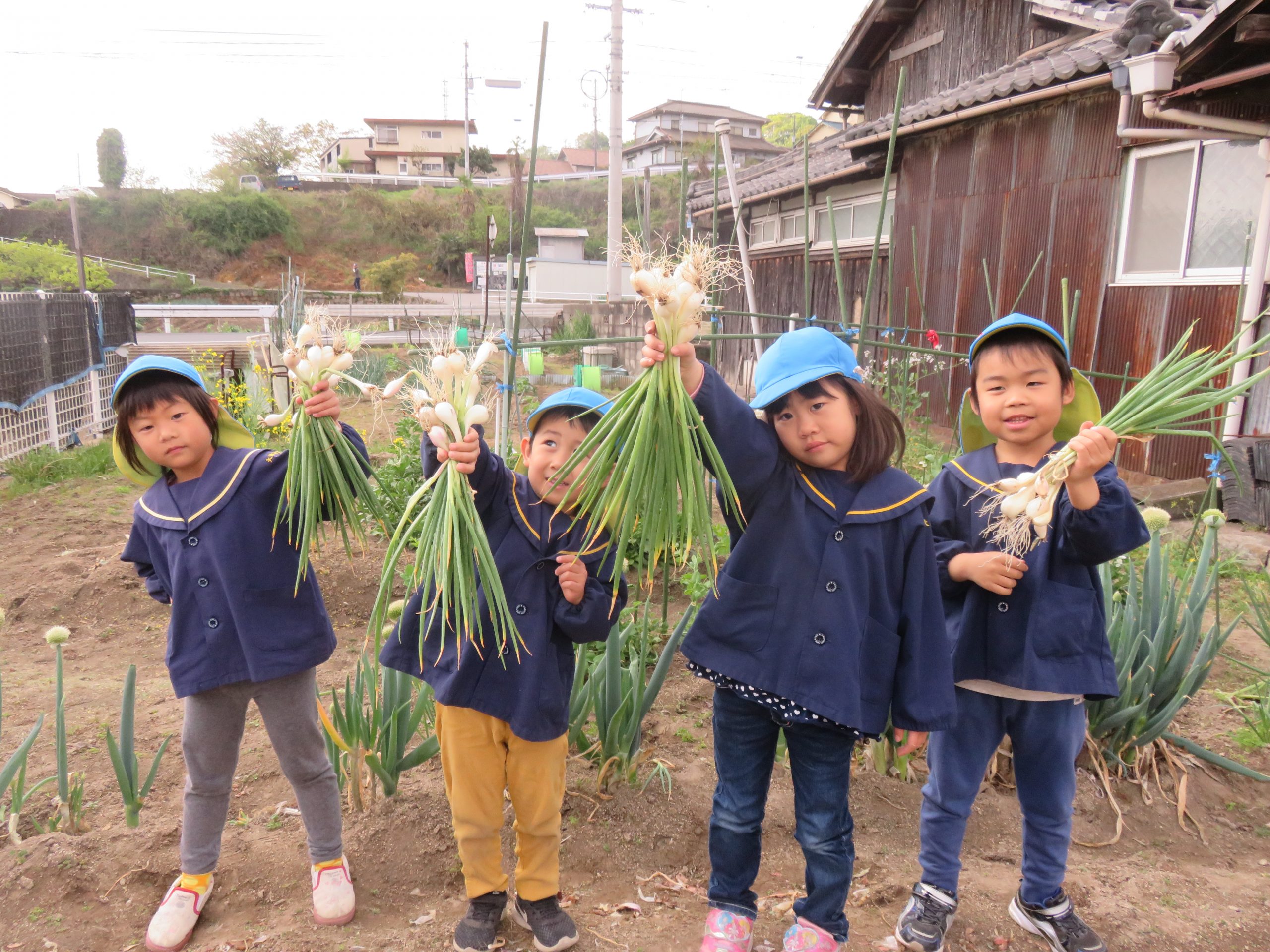 おいしい野菜を収穫しました。　　５歳児そらぐみ