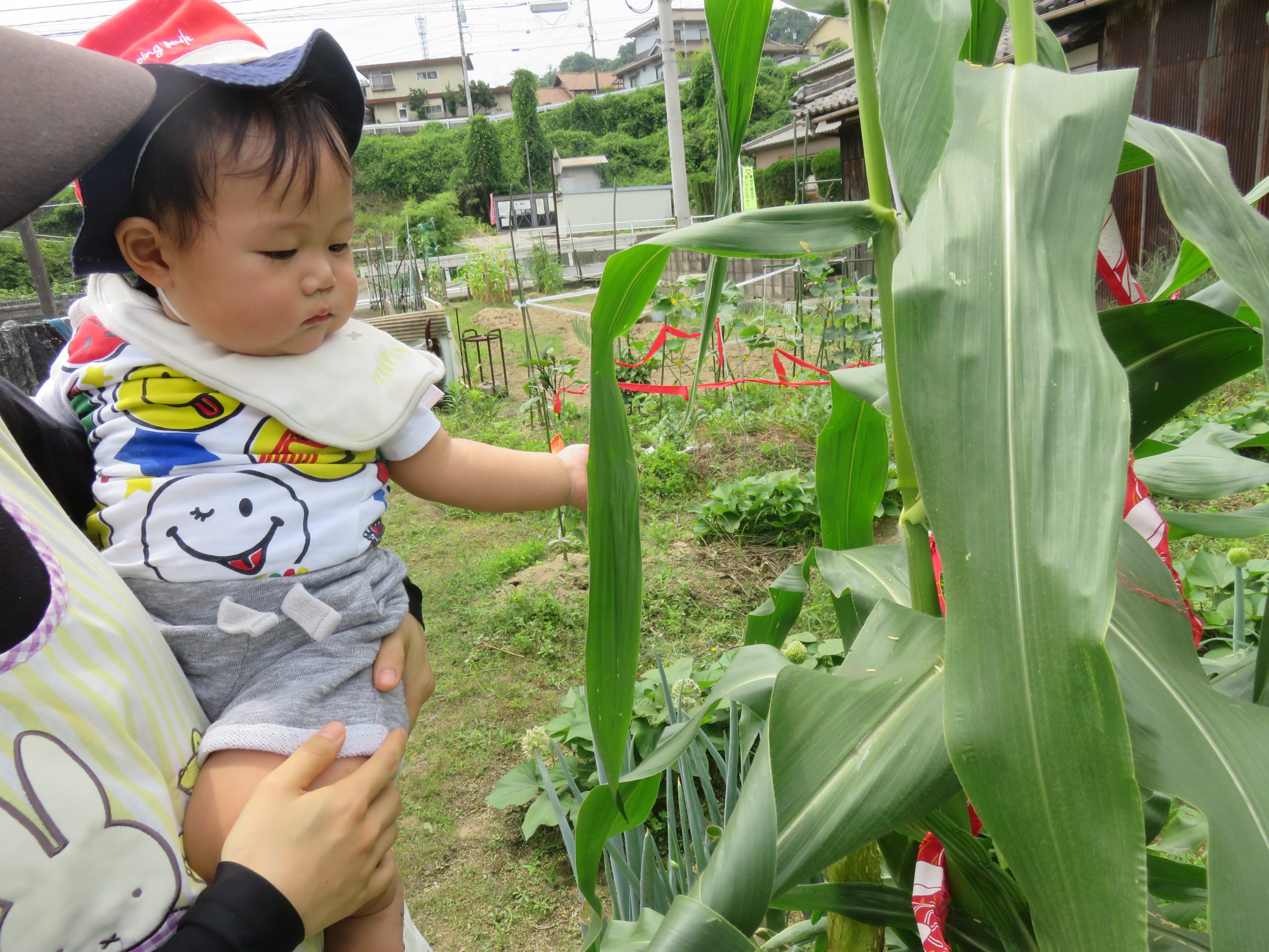 野菜を見たよ！
