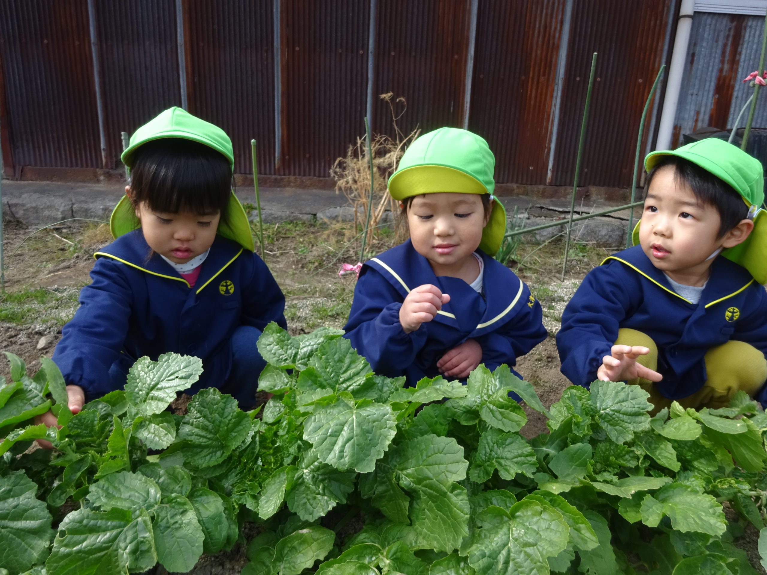 畑に野菜を見に行ったよ！つきぐみ２歳児