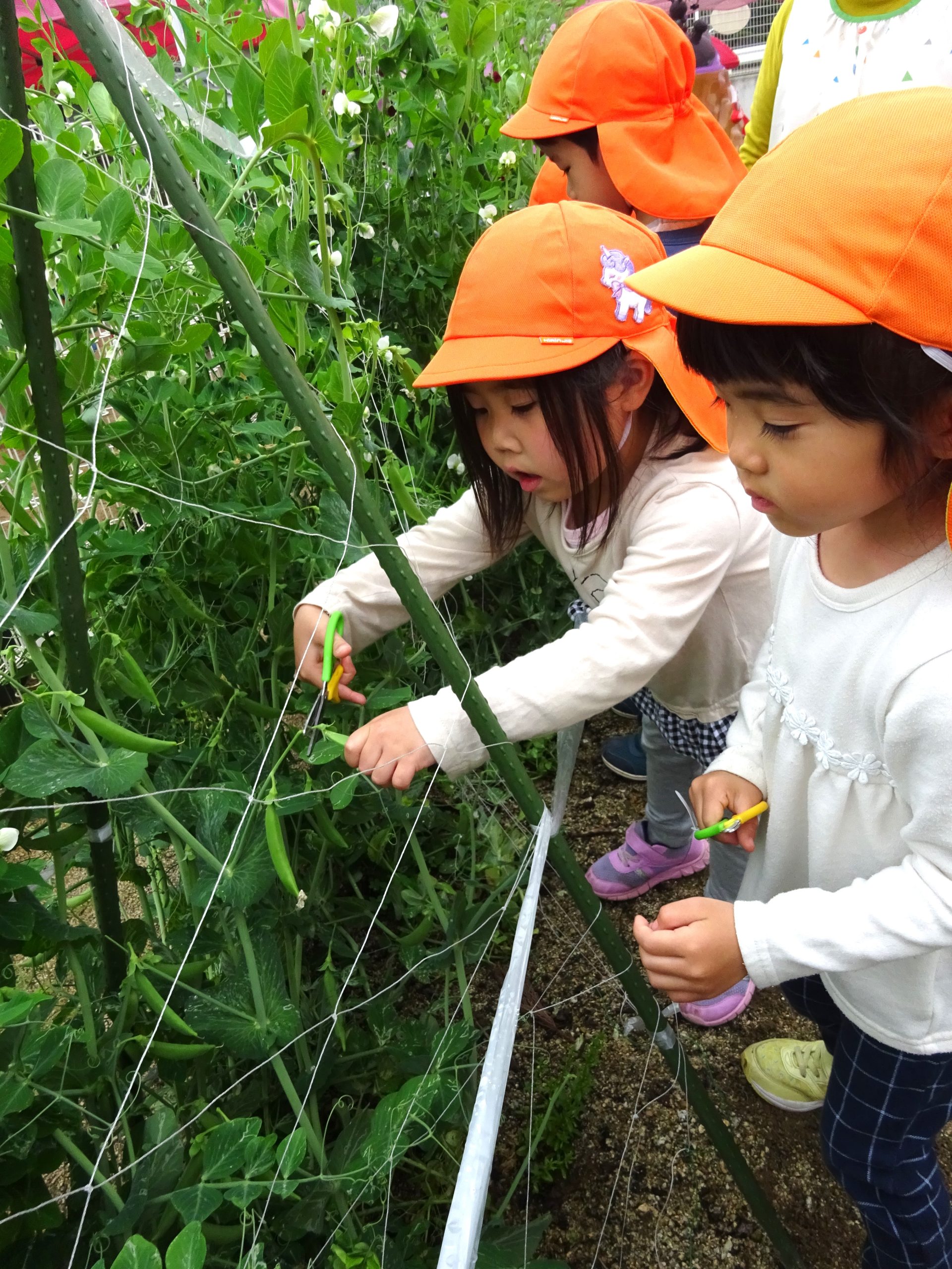 えんどう豆の収穫をしました。 大津野こども園