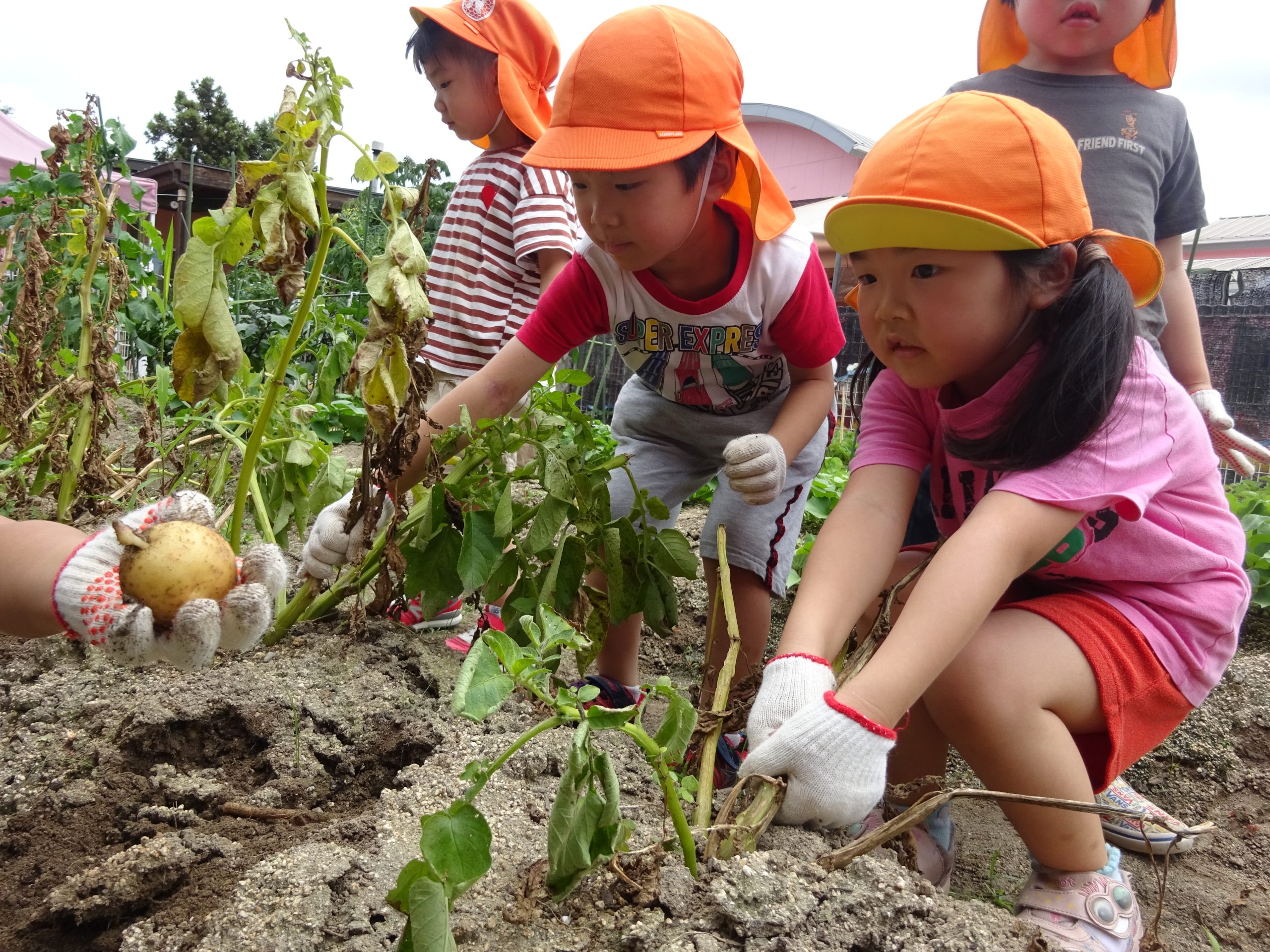 野菜の収穫をしたよ | 大津野こども園