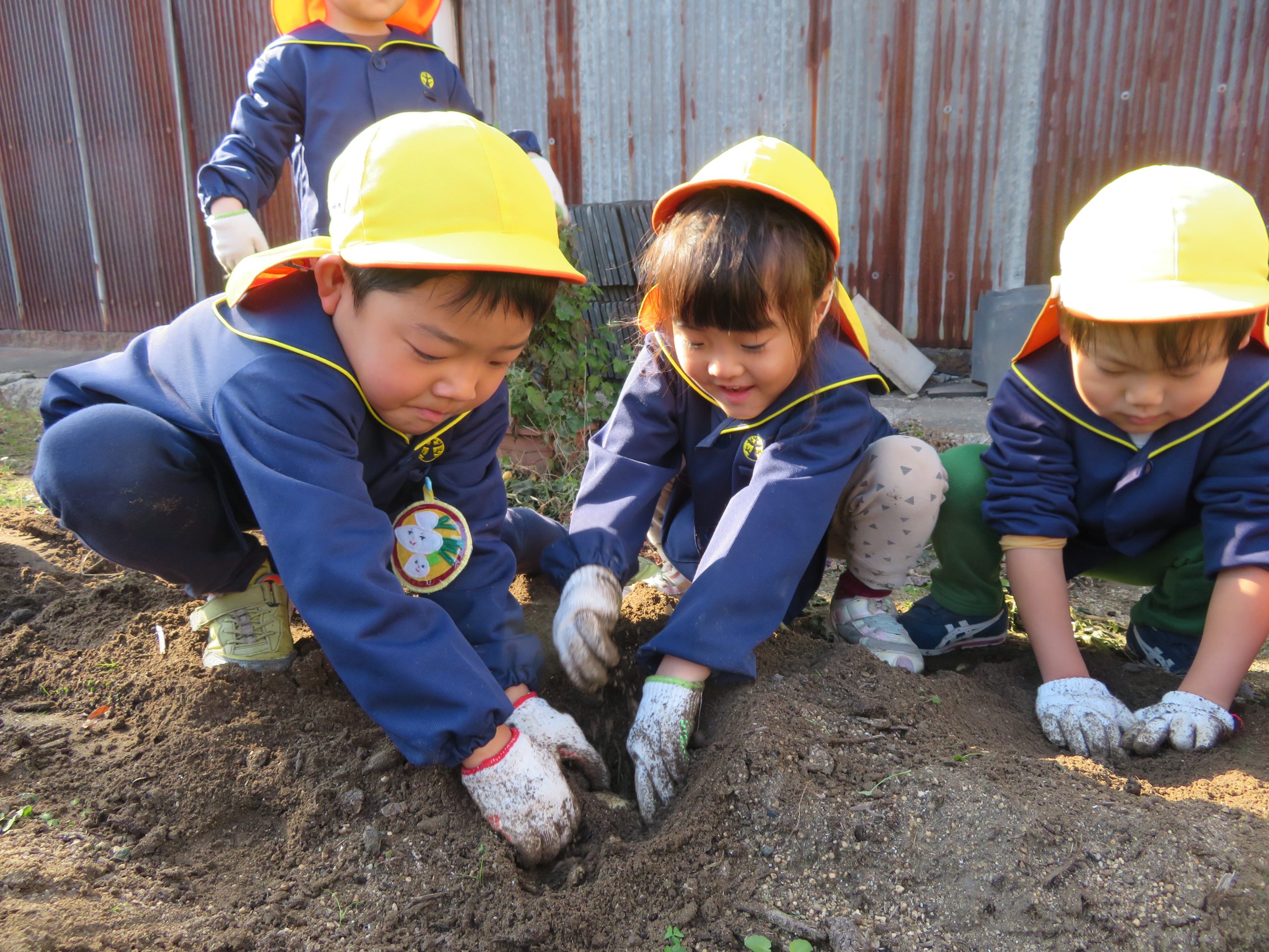 ほしぐみ(4歳児) じゃがいも堀りをしたよ♪