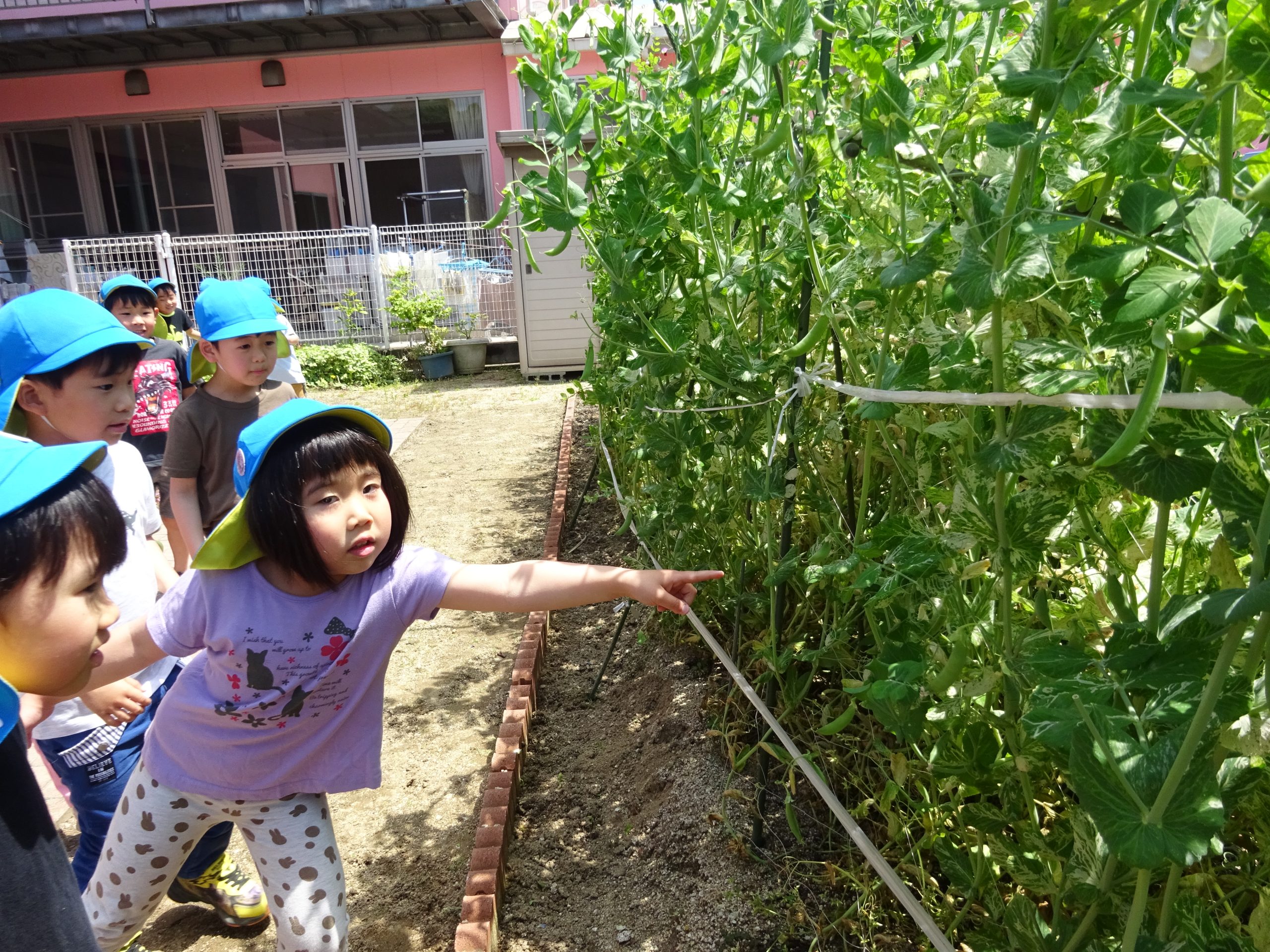 「みんなで作るとおいしいな♪」そらぐみ(5歳児)