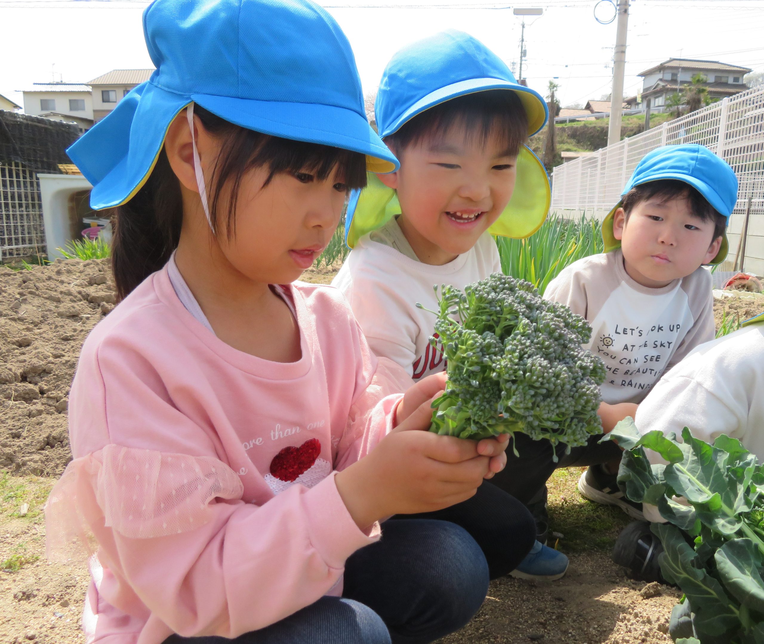 ブロッコリーを収穫したよ♪~そらぐみ(5歳児)~