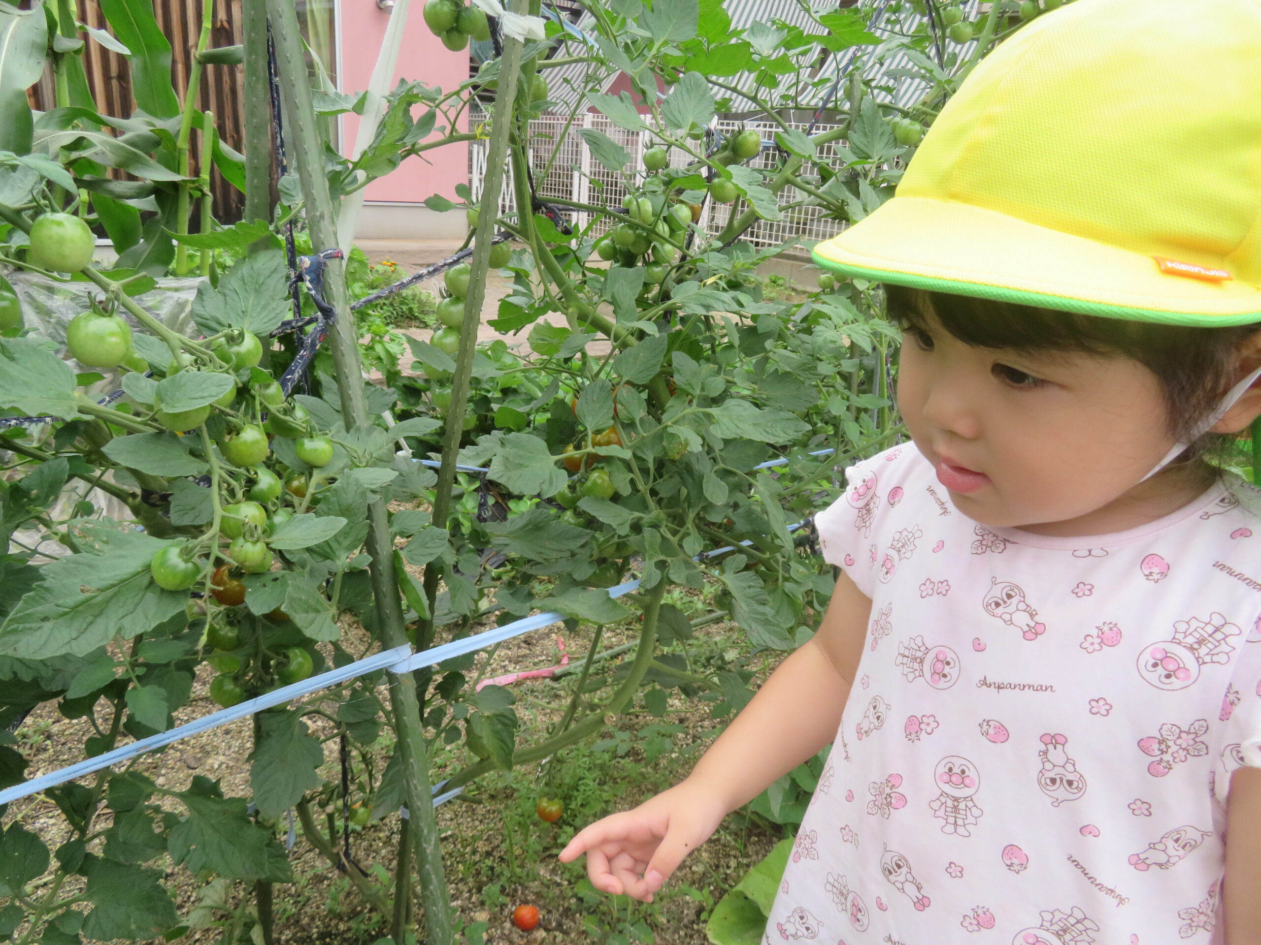 夏野菜に触れたよ! つきぐみ(2歳児)